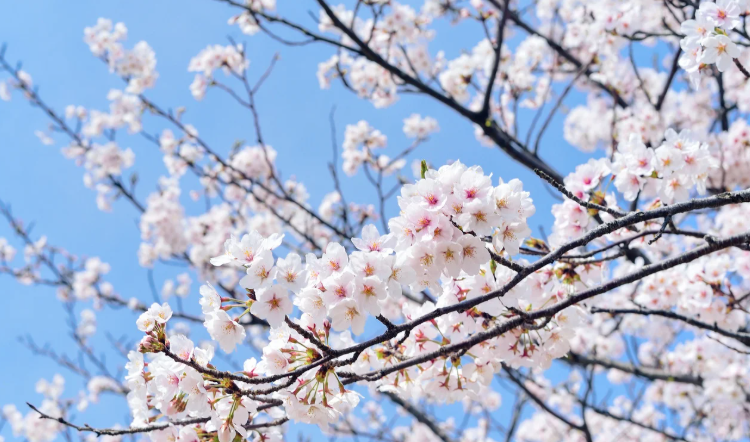 Rami di albero in fiore con fiori bianchi e rosa primaverili su sfondo di cielo azzurro.